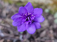 /album/rarity-a-novinky-2026-predjari/hepatica-plena-musil2-jpg/